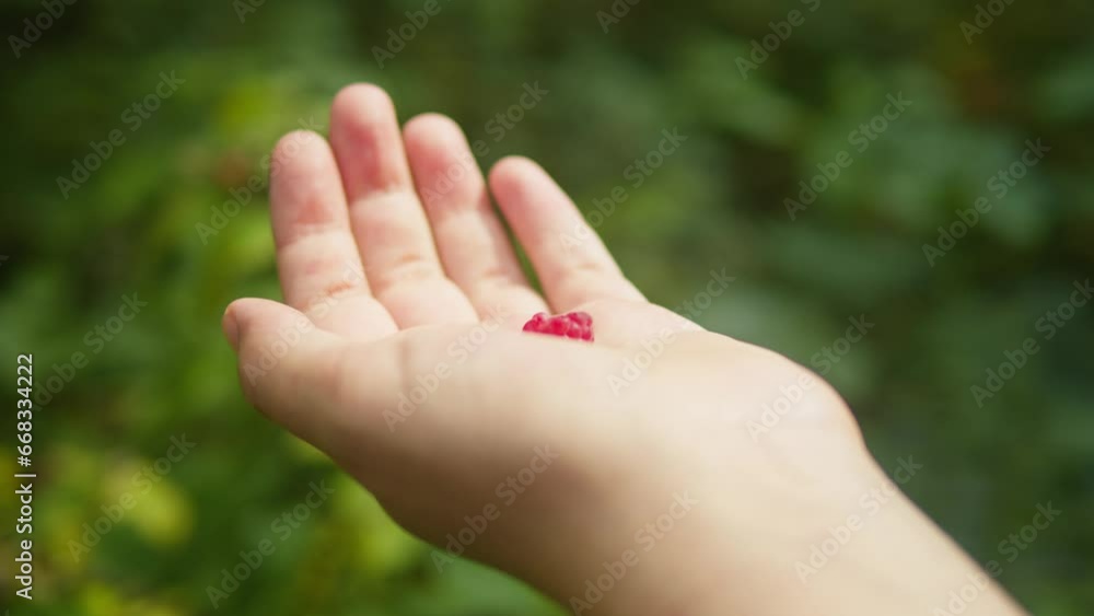 Fresh red raspberry in the forest. Berries in the park or garden. Human make a harvest .Summer day in nature Fresh red raspberry in the forest. Berries in the park or garden. Human make a harvest .Summer day in nature