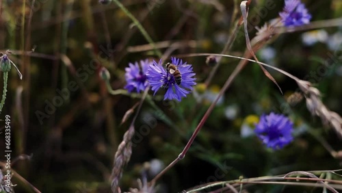 Wallpaper Mural Close up honeybee pollinates a wild blue cornflower flower while collecting nectar on meadow, then flies away. Wildlife on summertime day Torontodigital.ca