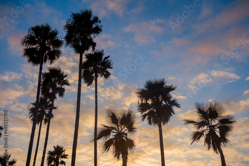 Colorful Venice Beach Sunset at the Venice Fishing Pier. Silhouetted palm trees and lifeguard huts and scattered clouds. 