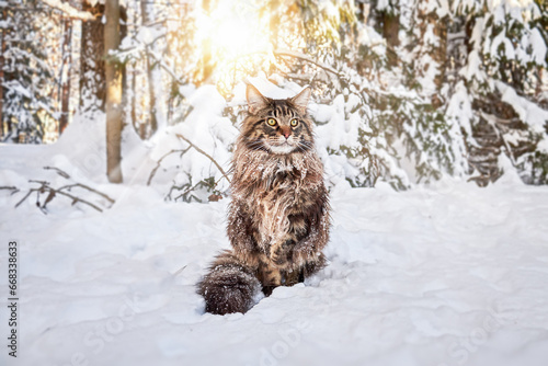 A fluffy big cat sits on the snow in sunny winter forest.