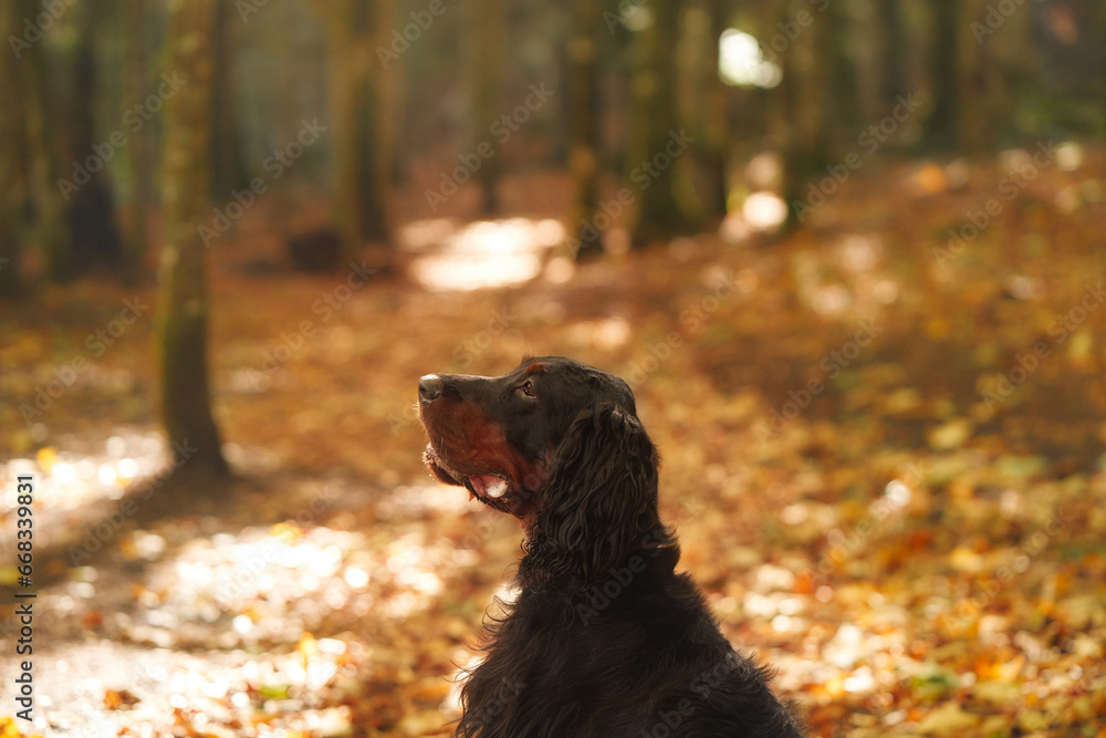 the dog in the leaves. Beautiful Gordon Setter in the forest in autumn. Walk in nature during leaf fall