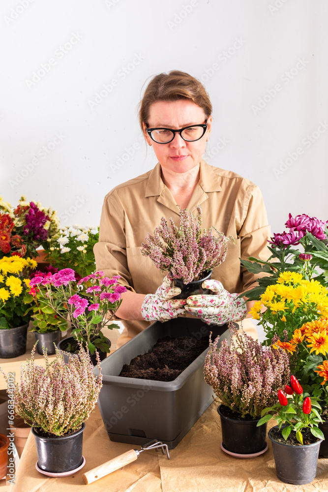 Woman 50 years old transplanting autumn flowers of heather into a pot, home decoration of terrace or balcony with flowers