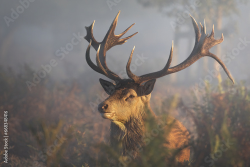 Red deer stag at sunrise (cervus elaphus)