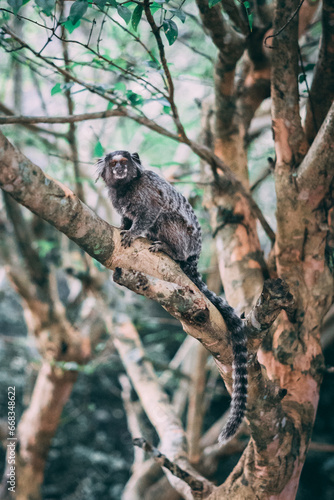 Macaco na selva