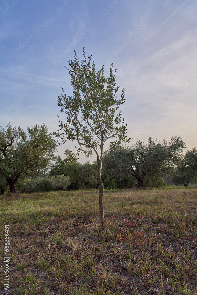 Young olive tree in the countryside of Rome, Italy