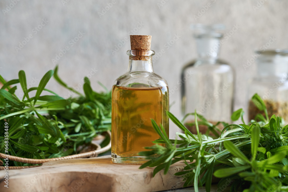 A bottle of herbal tincture with fresh cleavers or catchweed plant A bottle of herbal tincture with fresh cleavers or catchweed plant