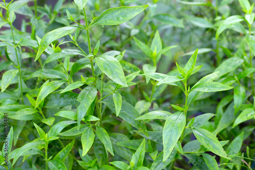 Wallpaper Mural Andrographis paniculata plant in the garden Torontodigital.ca