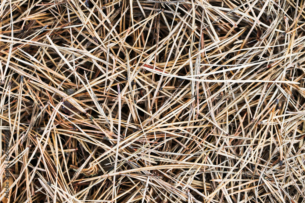 Forest ground dry needles. Dead coniferous pattern. Yellow brown dried pine needles. Hazard of fire. Dangerous high temperature. Tin sticks texture. Closeup nature background. Autumn woods ground. Forest ground dry needles. Dead coniferous pattern. Yellow brown dried pine needles. Hazard of fire. Dangerous high temperature. Tin sticks texture. Closeup nature background. Autumn woods ground.