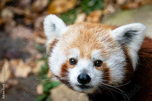 Portrait of a Red Panda at the National Zoo in Washington, DC photo