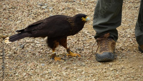 A Falkland Caracara falcon close up untying shoelaces. photo