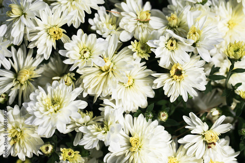 White Daisy flower background. Daisy flower pattern. Green lawn spring texture. Floral background. White natural spring park pattern. Yellow flower background. Vibrant color small chrysanthemum.