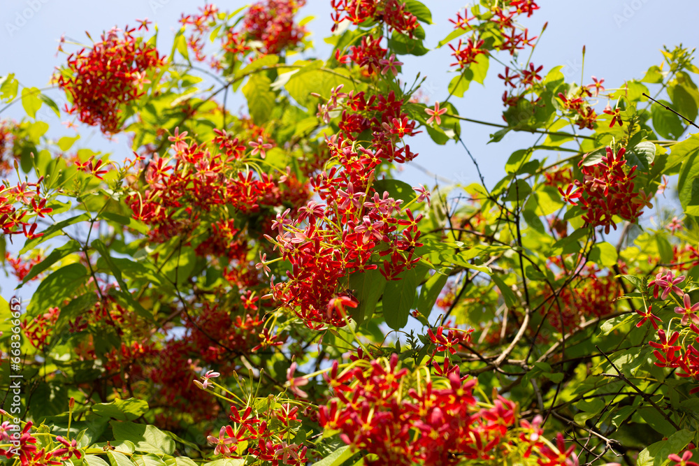 Fototapeta premium Rangoon creeper or Burma creeper, Combretum indicum