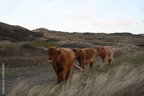 Scottish Highlander cows