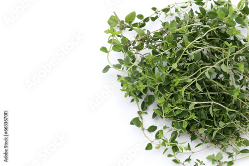 Fresh lemon thyme on white background.