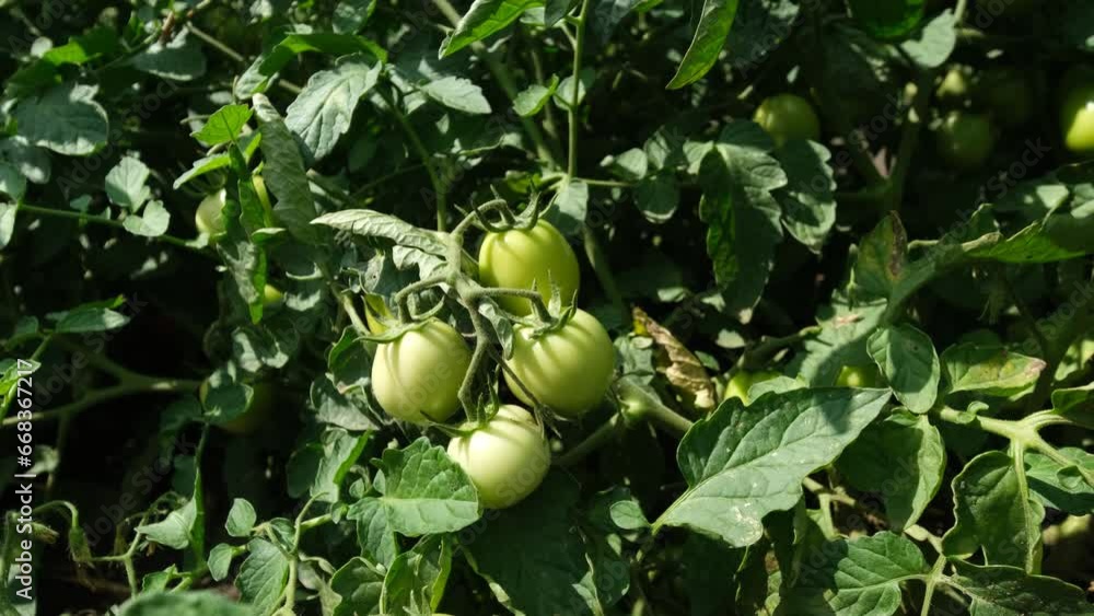 green tomatoes on the branches of bushes green tomatoes on the branches of bushes