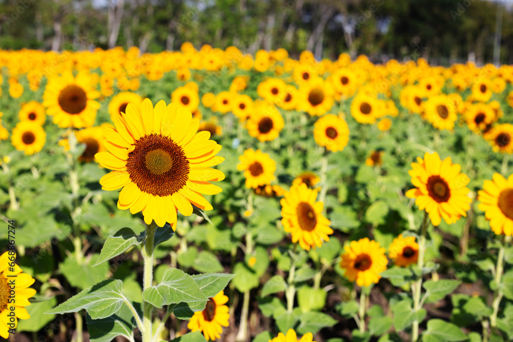 Fototapeta premium Sunflower field, Beautiful summer landscape.
