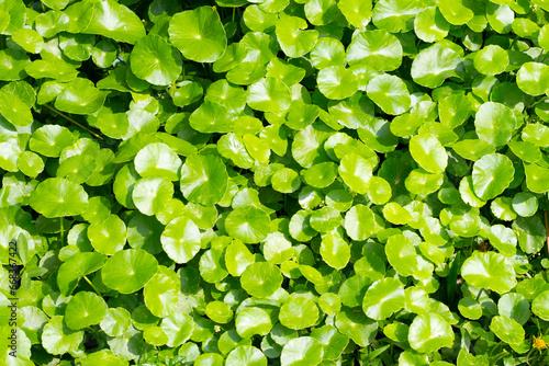 Centella asiatica (gotu kola). Fresh green leaves herb background.