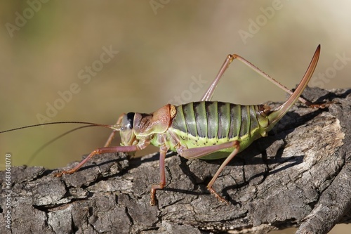 Closeup on the large Mediterranean Western Saddle Bush-Cricket, Ephippiger diurnus on wood