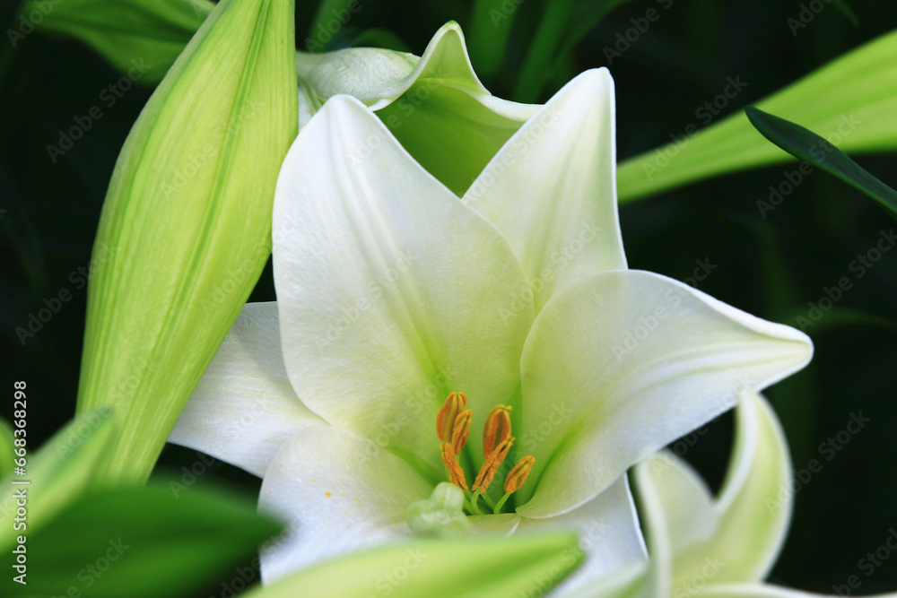 Longflower Lily or Easter Lily or White Trumpet Lily flowers blooming in the garden Longflower Lily or Easter Lily or White Trumpet Lily flowers blooming in the garden