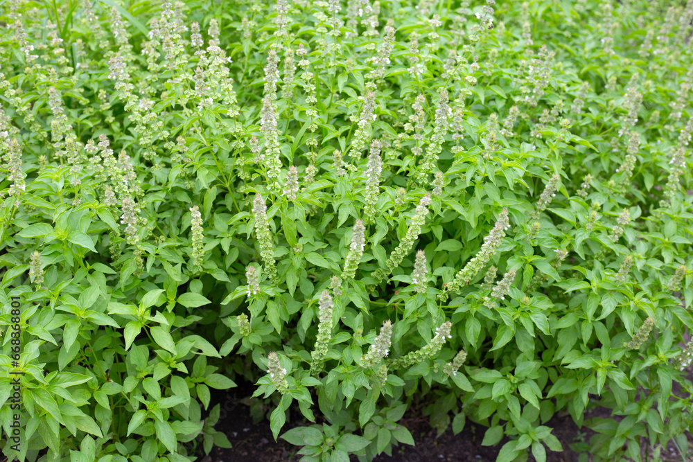 Lemon basil, Hoary basil, Hairy basil