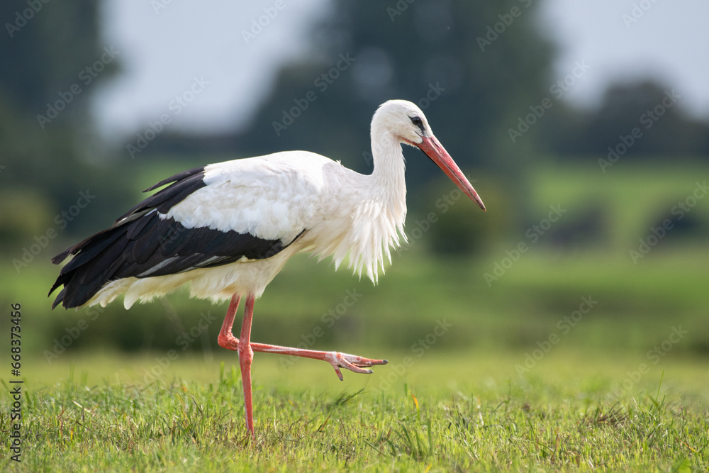 Storch läuft über eine Wiese Storch läuft über eine Wiese