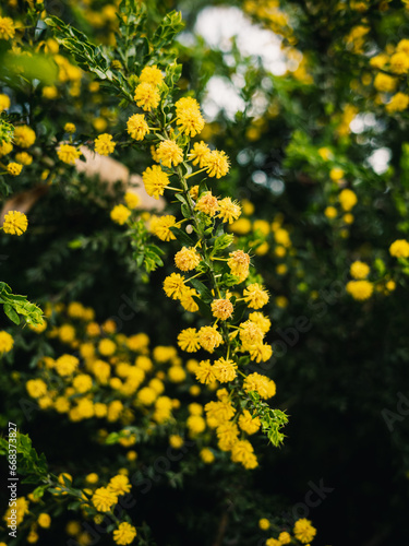 Yellow wattle flower