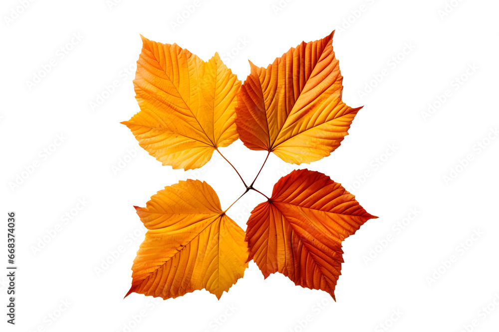 Orange and Yellow Autumn leaves (Cutout PNG) isolated on a transparent background, AI Orange and Yellow Autumn leaves (Cutout PNG) isolated on a transparent background, AI
