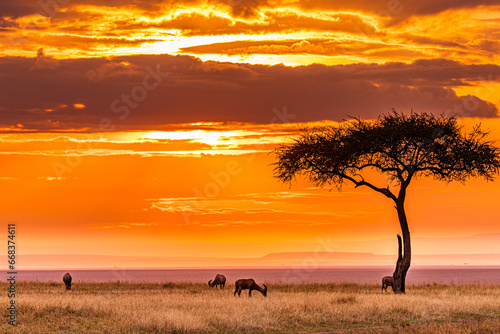 sunset in the serengeti country