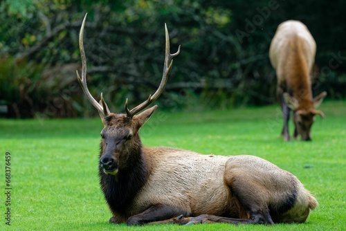 an elk sitting in the grass next to another elk in the background