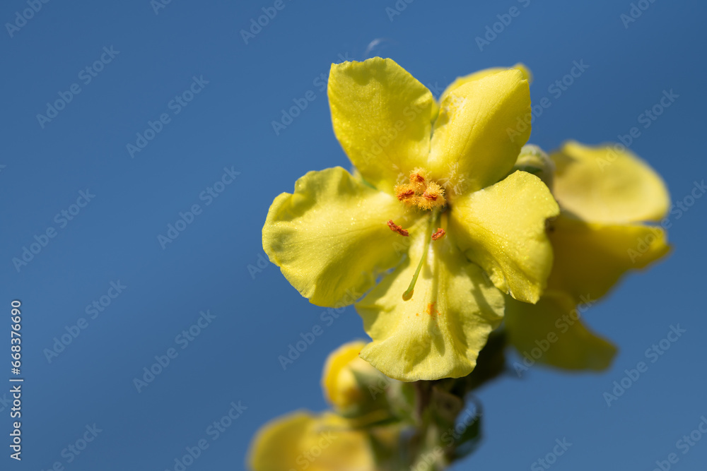 Obraz premium Close-up of the single yellow flower of a mullein still attached to the plant. In the background blue sky with space for text