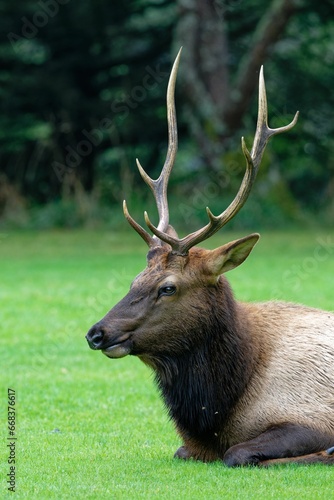 a small brown elk laying down on some green grass in the woods