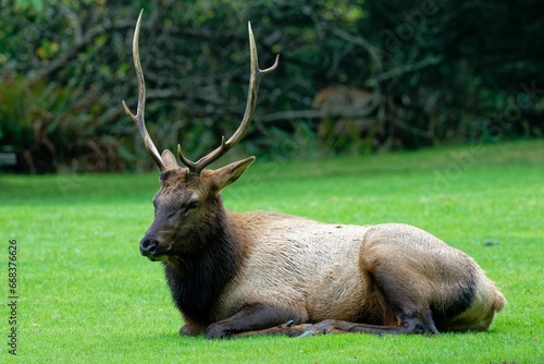 Bull elk resting on the green grass in Cannon Beach, Oregon, USA
