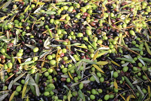 Background with beautiful green olives ready for the oil mill.
