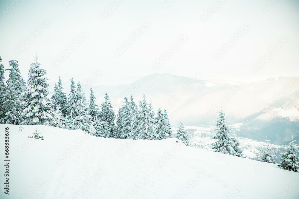 amazing winter landscape with snowy fir trees in the mountains amazing winter landscape with snowy fir trees in the mountains