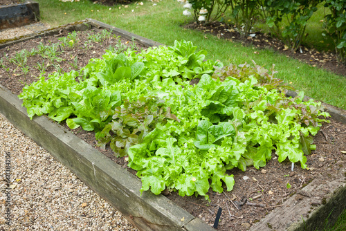 Lettuce plants growing in a garden, UK
