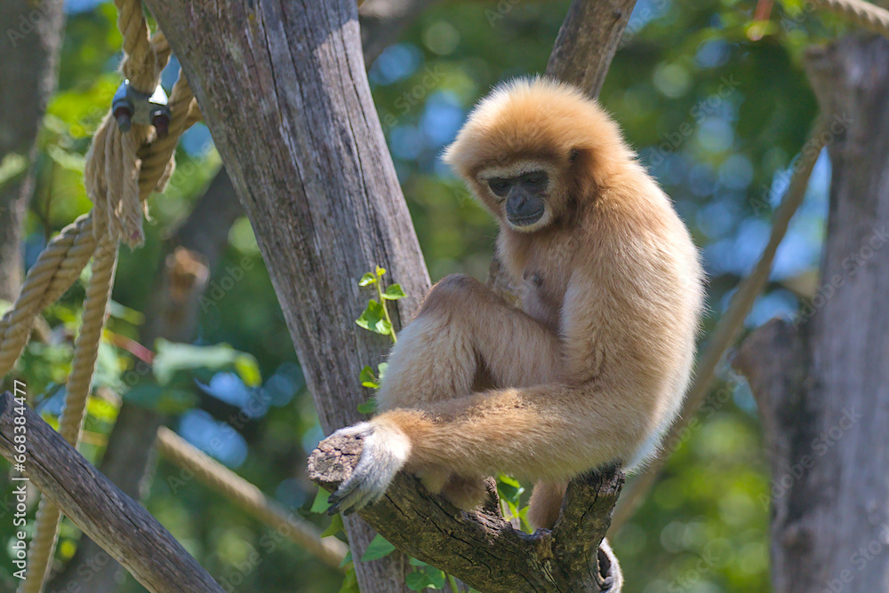 Fototapeta premium The great ape gibbon sits on the branches of a tree. A family of primates found in Southeast Asia.