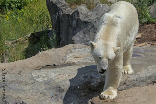 A large polar bear walks in the park. Animals in the wild. They are one of the largest predators on Earth.