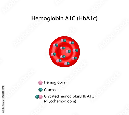 Hemoglobin A1C, HbA1c test , HbA1c levels, Glucose sticks to hemoglobin, glycated hemoglobin, up to 120 days. A1C Blood Sugar Test, Diabetes Mellitus, Infographic, Vector illustration.