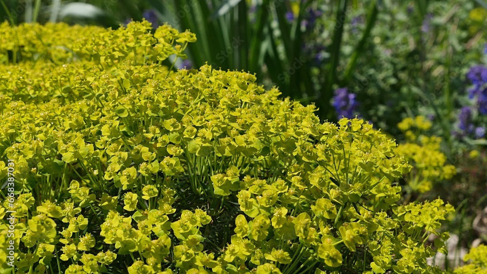 Obraz premium Bright yellow inflorescence of Cypress Spurge plant, latin name Euphorbia cyparissias, consisting of yellow petal like bracts, sunbathing in spring daylight sunshine. 
