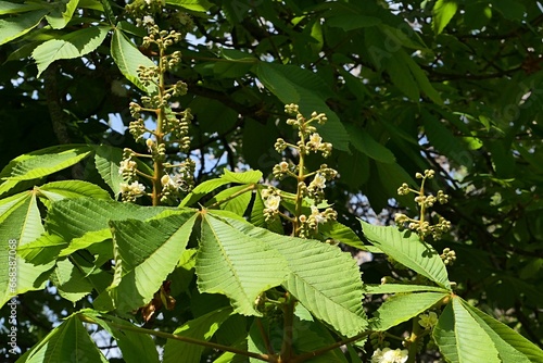 Fényképezés Erected white vertical flower clusters (called panicles) and mature green leaves of broadleaf Horse Chestnut tree, latin name Aesculus hippocastanum, growing in spring daylight sunshine, late april