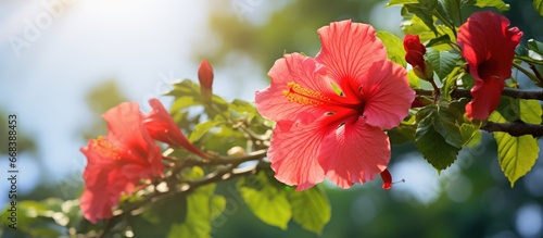 Gorgeous hibiscus flower on a tree in natural daylight