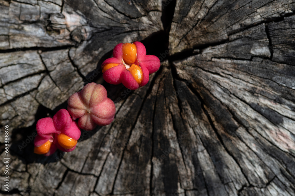 Close-up of three red berries of the common spindle bush (Euonymus europaeus) lying next to each other on an old, sawn-off tree stump - obrazy, fototapety, plakaty 