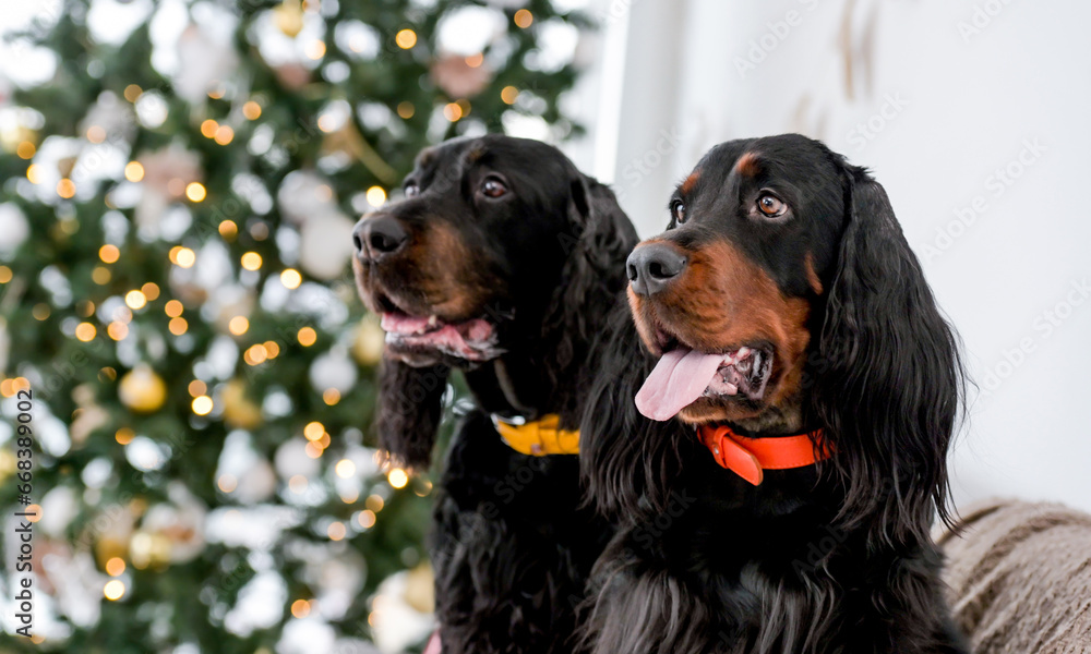Setter dogs in Christmas time