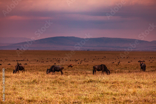 herd of wildebeest in masai mara country