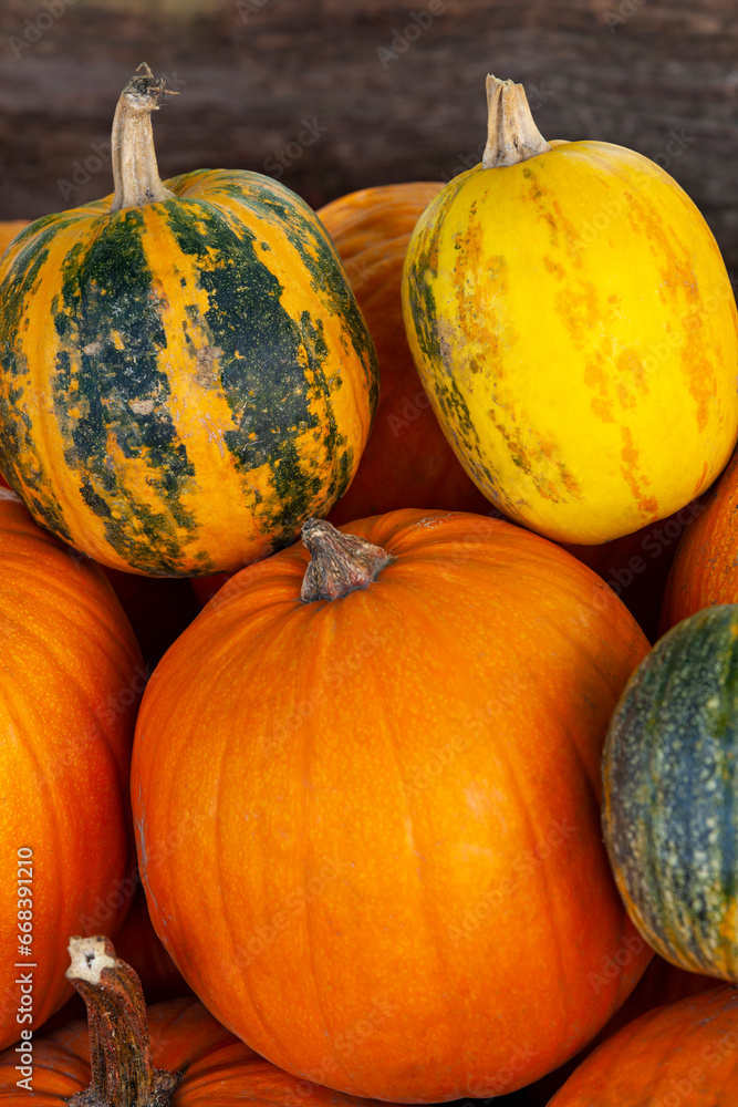 Several colorful pumpkins. Vertical photo.