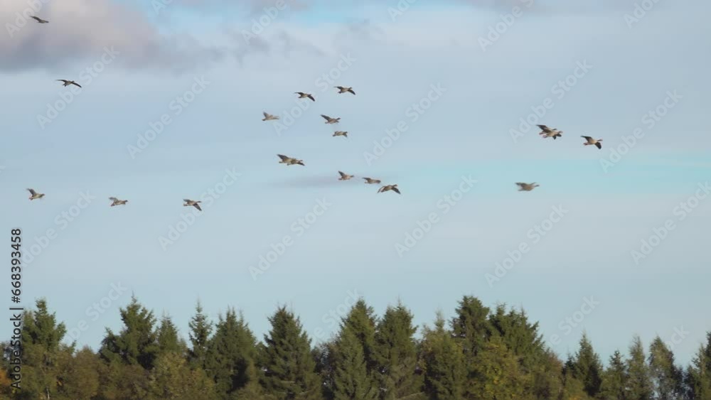 Flying flock of geese struggling with strong front wind. Unstable flight above Scandinavian pine tree forest landscape Flying flock of geese struggling with strong front wind. Unstable flight above Scandinavian pine tree forest landscape