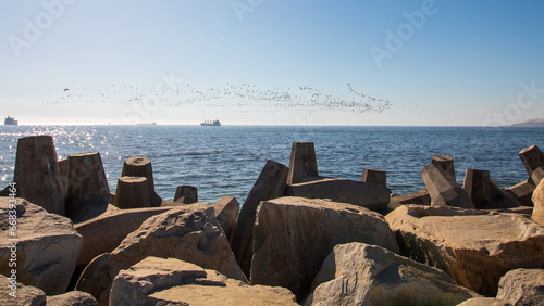 pássaros em Reñaca, Viña del Mar, Concón, Valparaíso, Chile