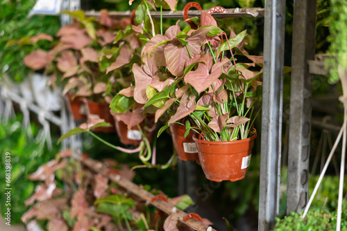 Wholesale warehouse is a retail store of gardening goods and indoor plants. Rows of young plants of syngonium red heart penjar are located in hanging pots on showcase photo
