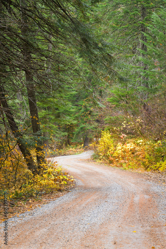 Trees and leaves with fall colors on a curving single lane gravel road in autumn