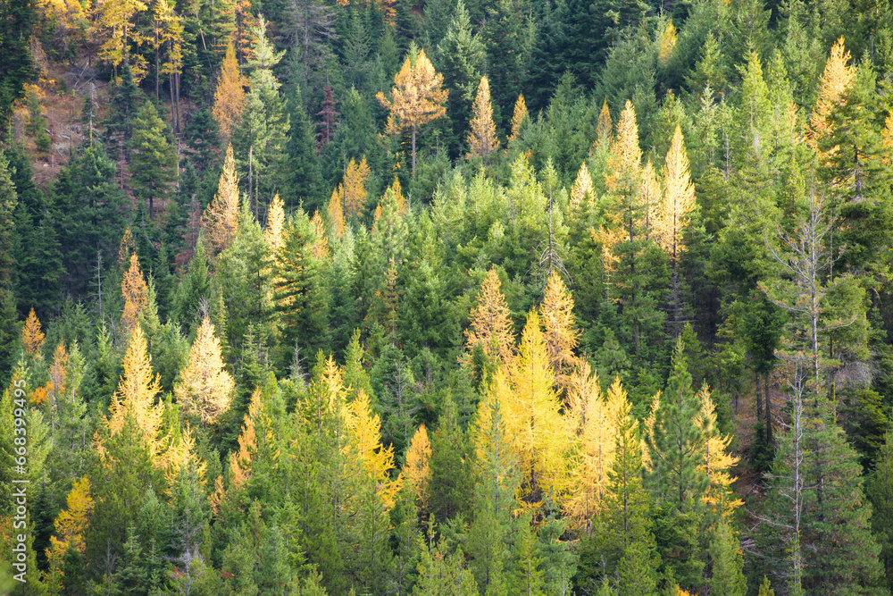 Deciduous larch trees glow yellow among green evergreen fir trees